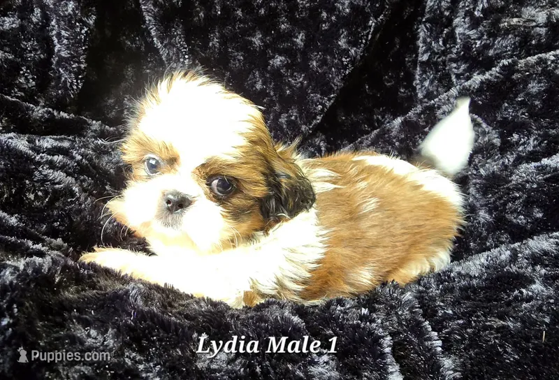 Lydia Boy 1 – Shih Tzu puppy for sale in Tenino, WA