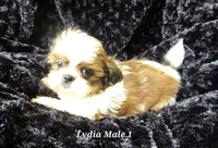 Lydia Boy 1, a male Shih Tzu for sale in Tenino, WA – 1 of 8