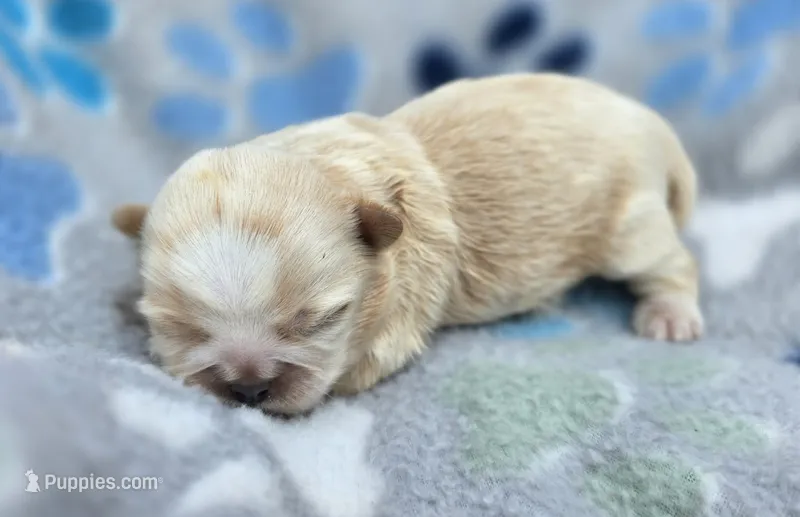 Champagne Boy – Shih Tzu puppy for sale in Tenino, WA