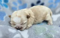 Champagne Boy, a male Shih Tzu for sale in Tenino, WA – 1 of 3