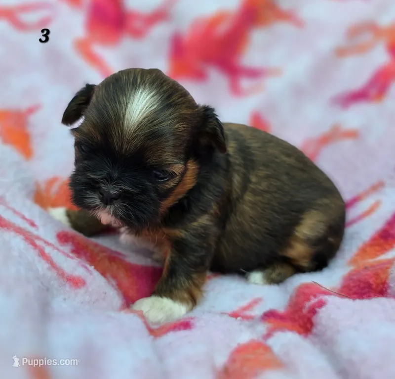 Lydia Girl 3 – Shih Tzu puppy for sale in Tenino, WA