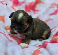 Lydia Girl 3, a female Shih Tzu for sale in Tenino, WA – 3 of 8