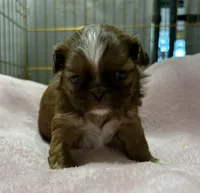 Gold with White Stripe, a female Shih Tzu for sale in Tenino, WA – 6 of 7