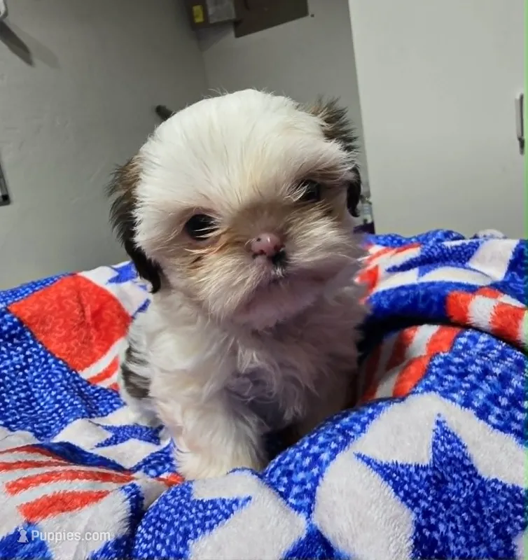 Piebald Female – Shih Tzu puppy for sale in Tenino, WA
