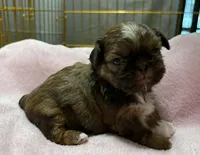 Gold with White Dot, a female Shih Tzu for sale in Tenino, WA – 2 of 6
