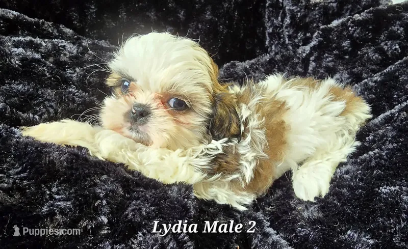 Lydia Boy 2 – Shih Tzu puppy for sale in Tenino, WA