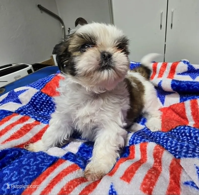 Parti Female – Shih Tzu puppy for sale in Tenino, WA