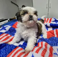 Parti Female, a female Shih Tzu for sale in Tenino, WA – 1 of 9