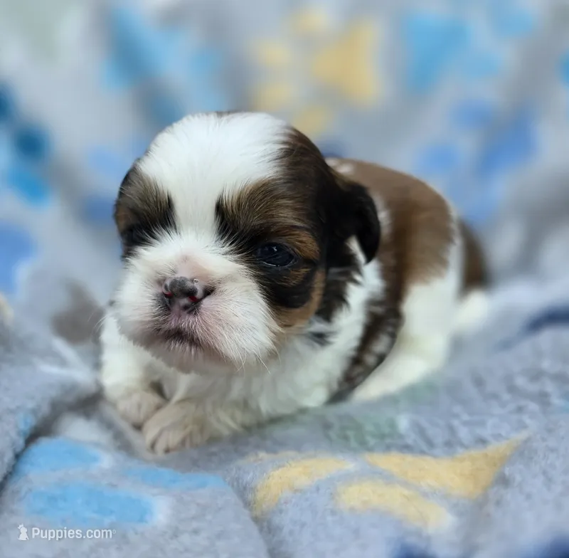 Lydia Boy 1 – Shih Tzu puppy for sale in Tenino, WA