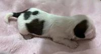Piebald Female, a female Shih Tzu for sale in Tenino, WA – 6 of 9