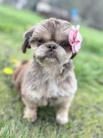 Gold with White Dot, a female Shih Tzu for sale in Tenino, WA – 1 of 4