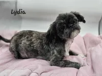 Lydia Boy 2, a male Shih Tzu for sale in Tenino, WA – 2 of 3