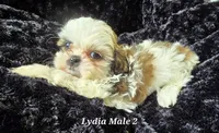 Lydia Boy 2, a male Shih Tzu for sale in Tenino, WA – 1 of 7