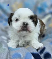 Mochi Male 3, a male Shih Tzu for sale in Tenino, WA – 3 of 6
