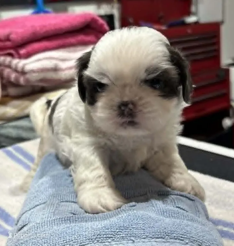 Blue and White Male – Shih Tzu puppy for sale in Tenino, WA