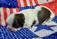 Mochi Male 3, a male Shih Tzu for sale in Tenino, WA – 1 of 1