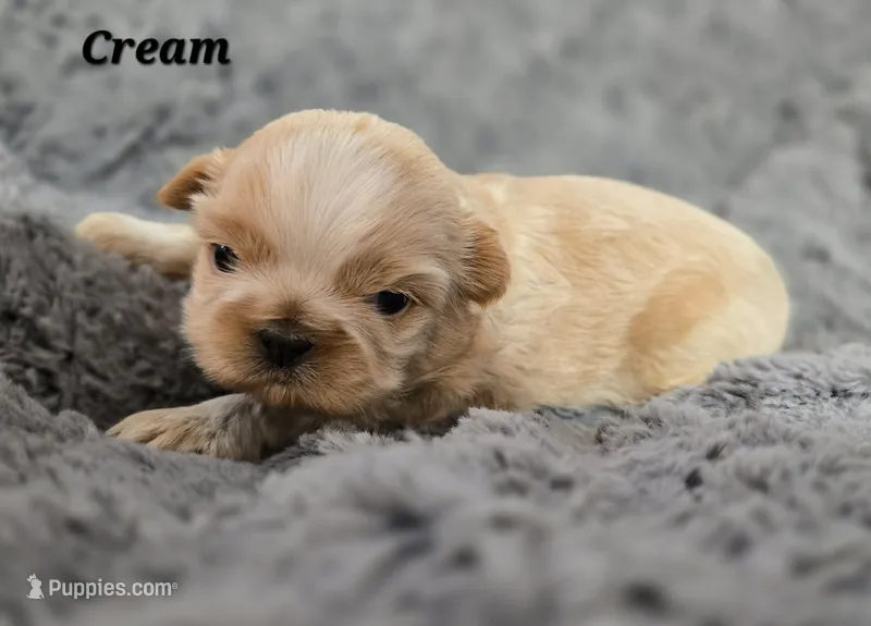 Champagne Boy – Shih Tzu puppy for sale in Tenino, WA