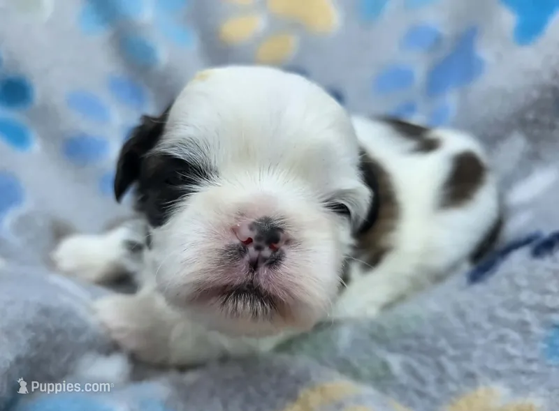 Lydia Boy 2 – Shih Tzu puppy for sale in Tenino, WA
