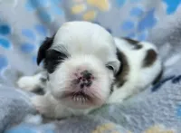 Lydia Boy 2, a male Shih Tzu for sale in Tenino, WA – 3 of 7