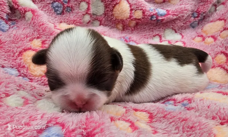 Lydia Girl 2 – Shih Tzu puppy for sale in Tenino, WA