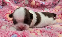 Lydia Girl 2, a female Shih Tzu for sale in Tenino, WA – 1 of 3
