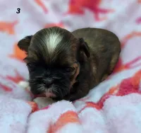 Lydia Girl 3, a female Shih Tzu for sale in Tenino, WA – 4 of 8