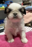 Parti Female, a female Shih Tzu for sale in Tenino, WA – 4 of 9