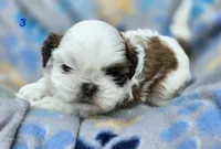Mochi Male 3, a male Shih Tzu for sale in Tenino, WA – 4 of 6