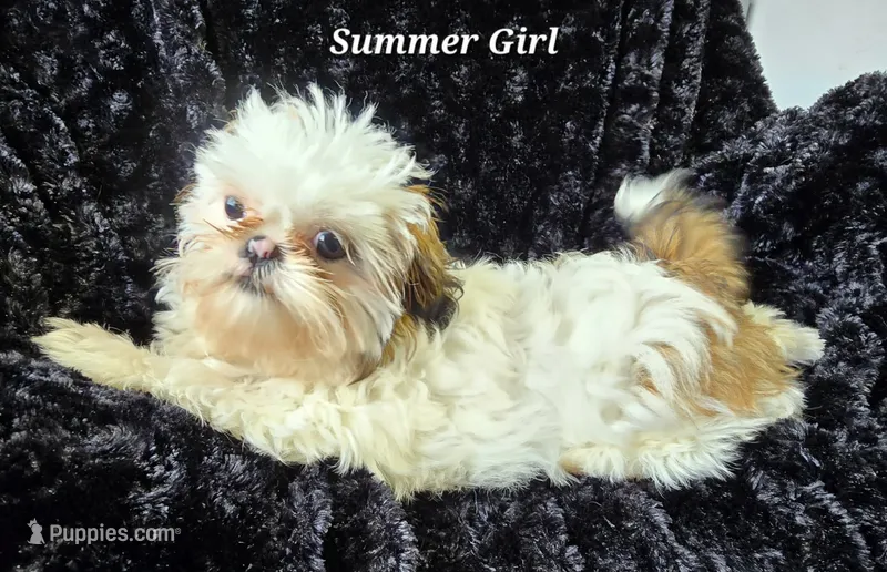 Piebald Female – Shih Tzu puppy for sale in Tenino, WA