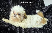 Piebald Female, a female Shih Tzu for sale in Tenino, WA – 4 of 10