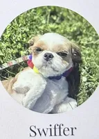 Champagne Boy, a male Shih Tzu for sale in Tenino, WA – 3 of 3