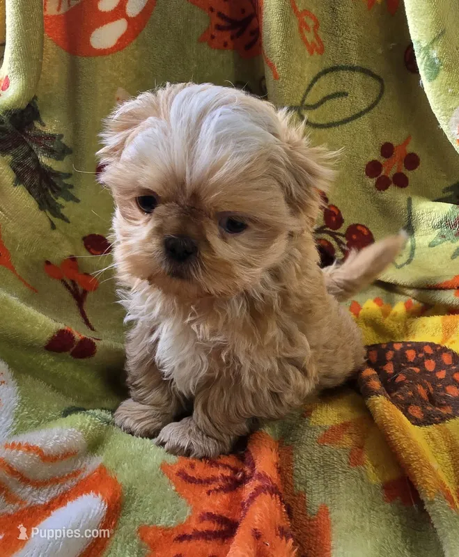 Champagne Boy – Shih Tzu puppy for sale in Tenino, WA