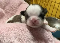 Parti Female, a female Shih Tzu for sale in Tenino, WA – 5 of 9