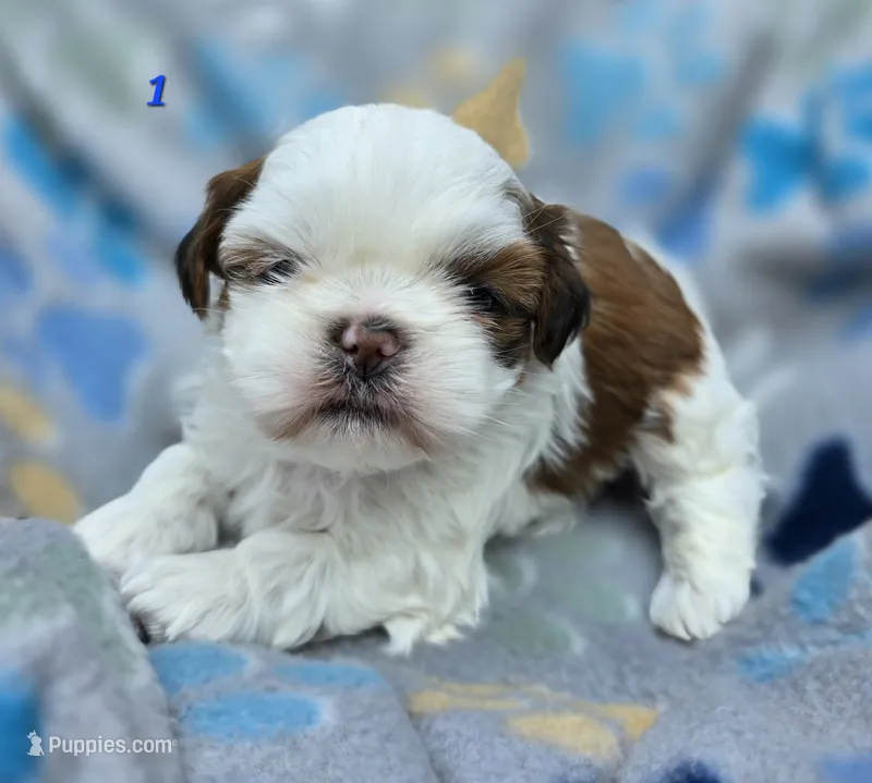 Mochi Male 1 – Shih Tzu puppy for sale in Tenino, WA