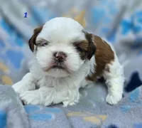 Mochi Male 1, a male Shih Tzu for sale in Tenino, WA – 2 of 6