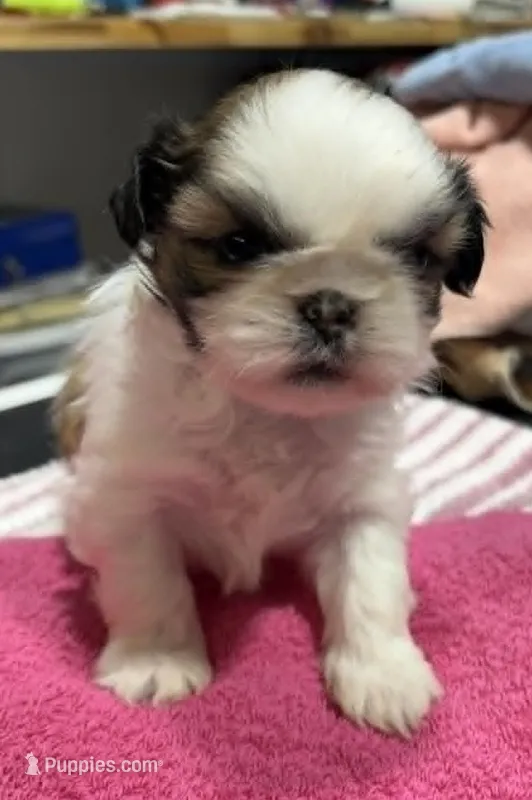 Parti Female – Shih Tzu puppy for sale in Tenino, WA