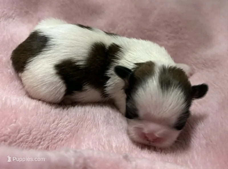 Parti Female – Shih Tzu puppy for sale in Tenino, WA