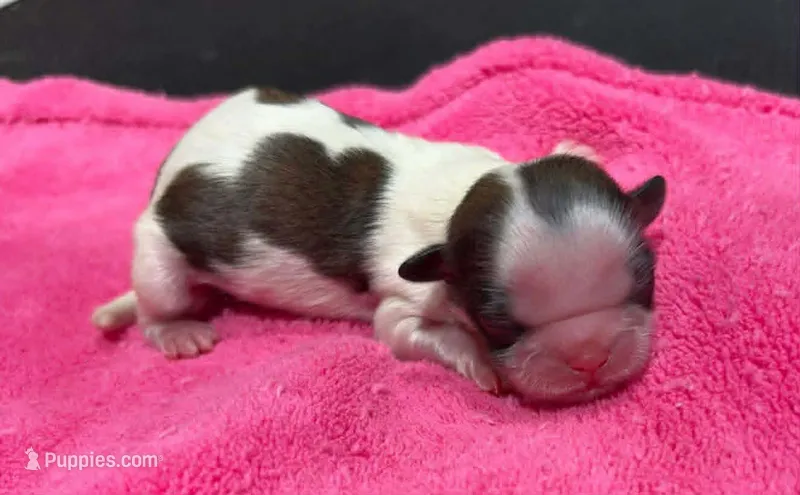 Parti Female – Shih Tzu puppy for sale in Tenino, WA