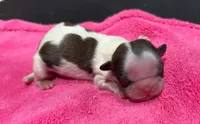 Parti Female, a female Shih Tzu for sale in Tenino, WA – 1 of 3