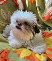 Piebald Female, a female Shih Tzu for sale in Tenino, WA – 3 of 10