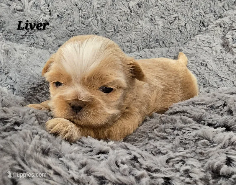 Gold Boy – Shih Tzu puppy for sale in Tenino, WA
