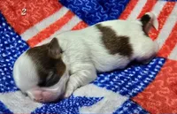 Mochi Male 2, a male Shih Tzu for sale in Tenino, WA – 5 of 6