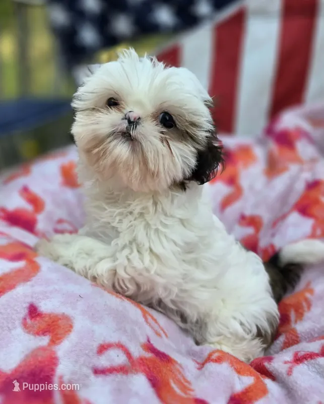 Piebald Female – Shih Tzu puppy for sale in Tenino, WA