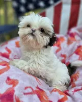 Piebald Female, a female Shih Tzu for sale in Tenino, WA – 2 of 7