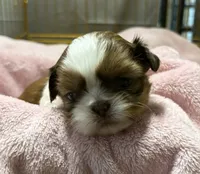 Gold and White, a female Shih Tzu for sale in Tenino, WA – 4 of 6