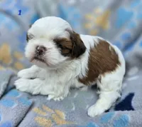 Mochi Male 1, a male Shih Tzu for sale in Tenino, WA – 3 of 6