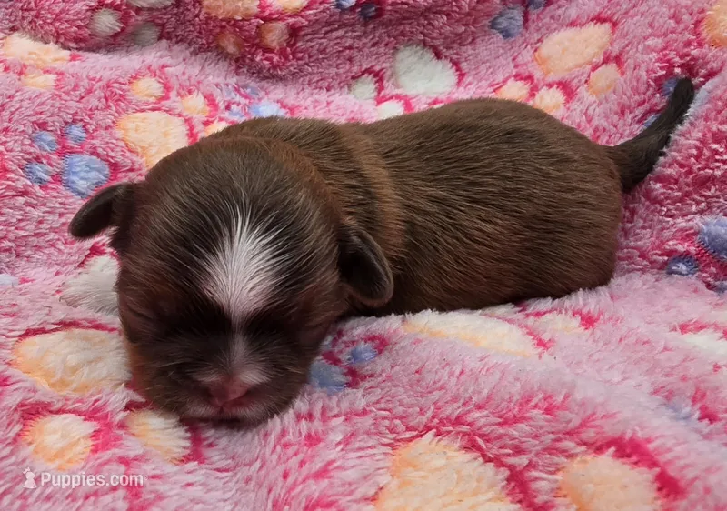 Lydia Girl 1 – Shih Tzu puppy for sale in Tenino, WA