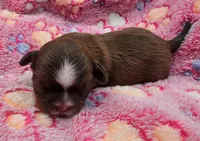 Lydia Girl 1, a female Shih Tzu for sale in Tenino, WA – 1 of 3