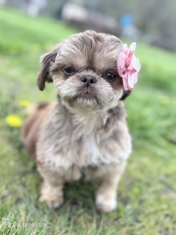 Gold with White Stripe – Shih Tzu puppy for sale in Tenino, WA