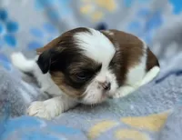 Lydia Boy 1, a male Shih Tzu for sale in Tenino, WA – 4 of 8